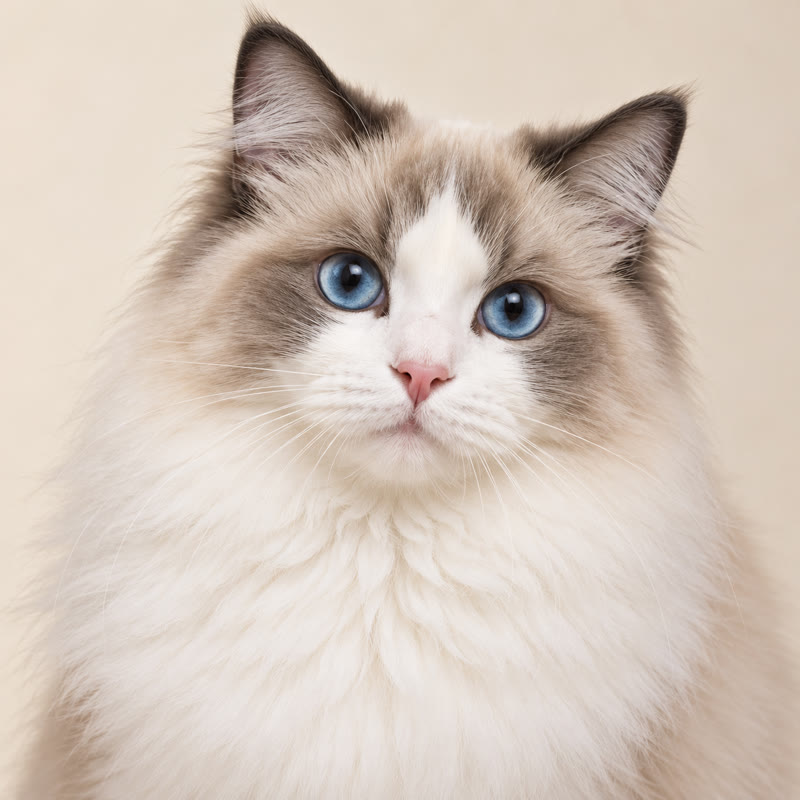 蓝眼睛的布偶猫正面肖像